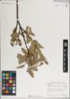 Foto von Salix karelinii Turcz. ex Stschegl. x Salix turanica Nasarow